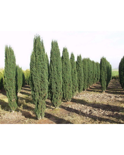 Тис ягідний Фастігіата Робуста | Тис ягодный Фастигиата Робуста | Taxus baccata Fastigiata Robusta