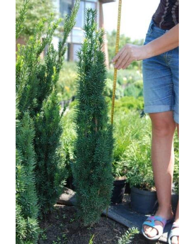 Тис ягідний Фастігіата Робуста | Тис ягодный Фастигиата Робуста | Taxus baccata Fastigiata Robusta