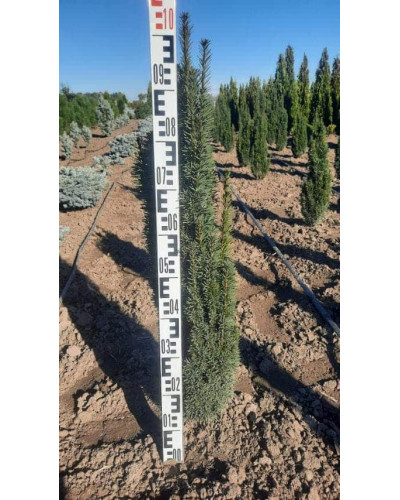 Тис ягідний Фастігіата Робуста | Тис ягодный Фастигиата Робуста | Taxus baccata Fastigiata Robusta