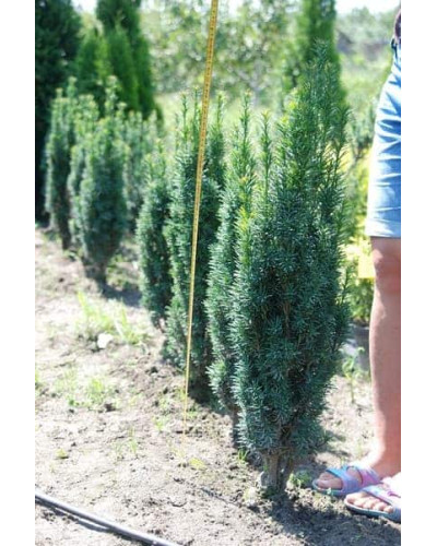 Тис ягідний Фастігіата Робуста | Тис ягодный Фастигиата Робуста | Taxus baccata Fastigiata Robusta