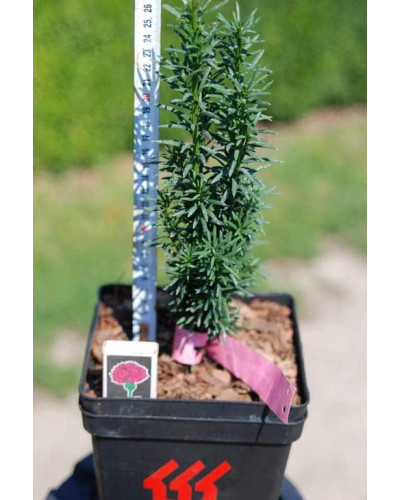 Тис ягідний Фастігіата Робуста | Тис ягодный Фастигиата Робуста | Taxus baccata Fastigiata Robusta