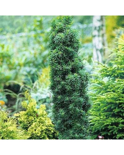 Тис ягідний Фастігіата Робуста | Тис ягодный Фастигиата Робуста | Taxus baccata Fastigiata Robusta