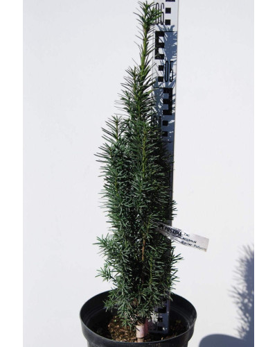 Тис ягідний Фастігіата Робуста | Тис ягодный Фастигиата Робуста | Taxus baccata Fastigiata Robusta