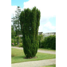Тис ягідний Фастігіата | Тис ягодный Фастигиата | Taxus baccata Fastigiata