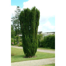 Тис ягідний Фастігіата | Тис ягодный Фастигиата | Taxus baccata Fastigiata
