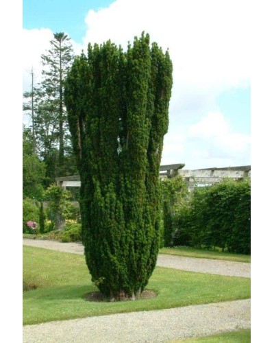 Тис ягідний Фастігіата | Тис ягодный Фастигиата | Taxus baccata Fastigiata
