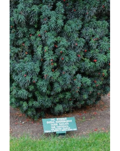 Тис ягідний Фастігіата | Тис ягодный Фастигиата | Taxus baccata Fastigiata