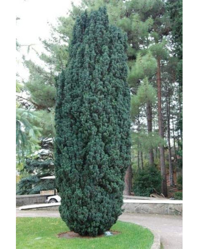 Тис ягідний Фастігіата | Тис ягодный Фастигиата | Taxus baccata Fastigiata