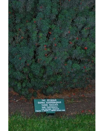 Тис ягідний Фастігіата | Тис ягодный Фастигиата | Taxus baccata Fastigiata