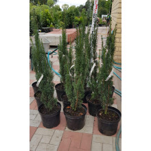 Тис ягідний Фастігіата | Тис ягодный Фастигиата | Taxus baccata Fastigiata