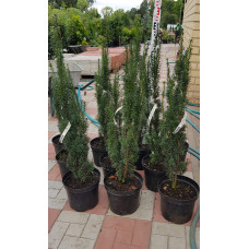Тис ягідний Фастігіата | Тис ягодный Фастигиата | Taxus baccata Fastigiata