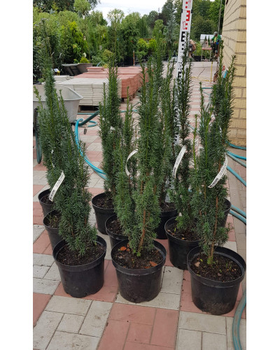 Тис ягідний Фастігіата | Тис ягодный Фастигиата | Taxus baccata Fastigiata