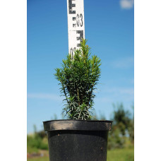 Тис ягідний Фастігіата | Тис ягодный Фастигиата | Taxus baccata Fastigiata