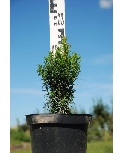 Тис ягідний Фастігіата | Тис ягодный Фастигиата | Taxus baccata Fastigiata