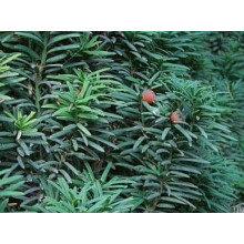 Тис ягідний Фастігіата | Тис ягодный Фастигиата | Taxus baccata Fastigiata