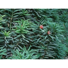 Тис ягідний Фастігіата | Тис ягодный Фастигиата | Taxus baccata Fastigiata
