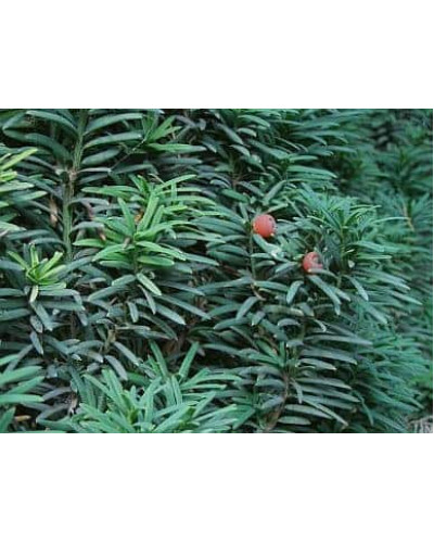 Тис ягідний Фастігіата | Тис ягодный Фастигиата | Taxus baccata Fastigiata