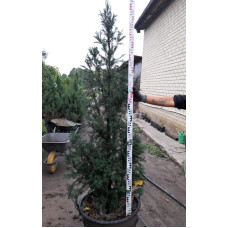 Тис ягідний Фастігіата | Тис ягодный Фастигиата | Taxus baccata Fastigiata