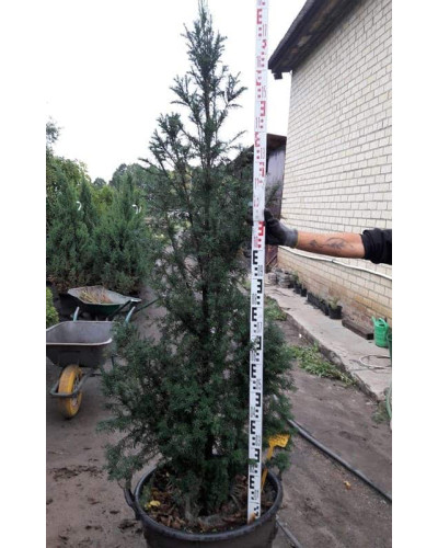 Тис ягідний Фастігіата | Тис ягодный Фастигиата | Taxus baccata Fastigiata