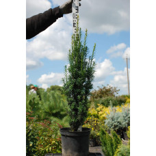 Тис ягідний Фастігіата | Тис ягодный Фастигиата | Taxus baccata Fastigiata