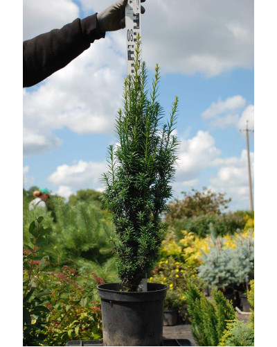 Тис ягідний Фастігіата | Тис ягодный Фастигиата | Taxus baccata Fastigiata