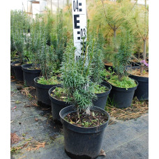 Тис ягідний Фастігіата | Тис ягодный Фастигиата | Taxus baccata Fastigiata