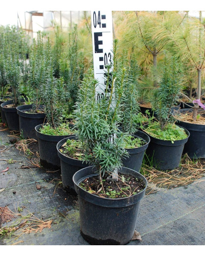 Тис ягідний Фастігіата | Тис ягодный Фастигиата | Taxus baccata Fastigiata