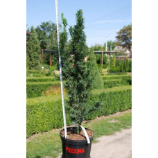Тис ягідний Фастігіата | Тис ягодный Фастигиата | Taxus baccata Fastigiata