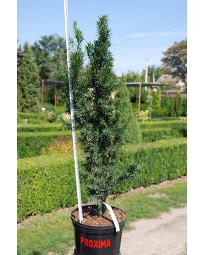 Тис ягідний Фастігіата | Тис ягодный Фастигиата | Taxus baccata Fastigiata