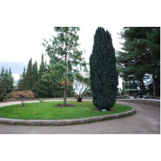 Тис ягідний Фастігіата | Тис ягодный Фастигиата | Taxus baccata Fastigiata