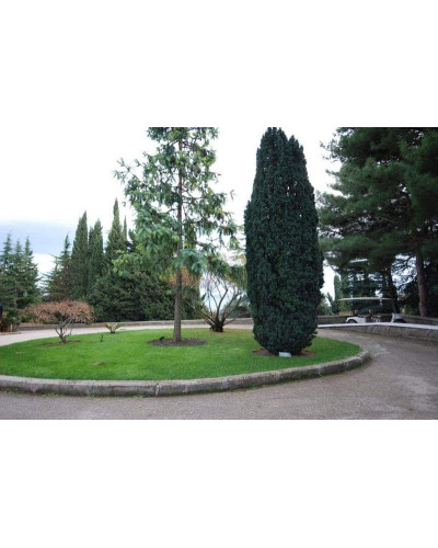 Тис ягідний Фастігіата | Тис ягодный Фастигиата | Taxus baccata Fastigiata