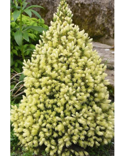Ялина канадська Коніка Майголд | Picea glauca Conica Maigold | Ель канадская Коника Майголд
