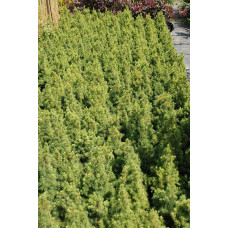 Ялина канадська Коніка Майголд | Picea glauca Conica Maigold | Ель канадская Коника Майголд