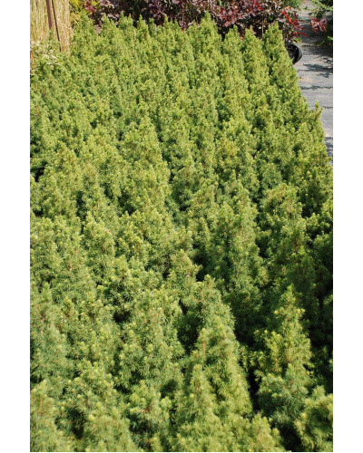 Ялина канадська Коніка Майголд | Picea glauca Conica Maigold | Ель канадская Коника Майголд