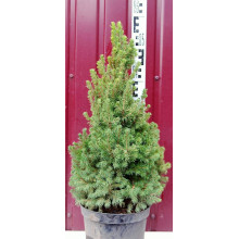 Ялина канадська Коніка Майголд | Picea glauca Conica Maigold | Ель канадская Коника Майголд