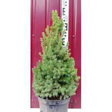 Ялина канадська Коніка Майголд | Picea glauca Conica Maigold | Ель канадская Коника Майголд