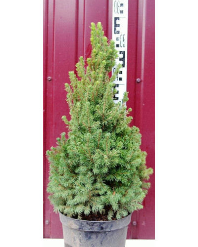 Ялина канадська Коніка Майголд | Picea glauca Conica Maigold | Ель канадская Коника Майголд
