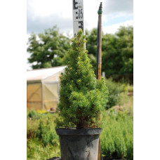Ялина канадська Коніка Майголд | Picea glauca Conica Maigold | Ель канадская Коника Майголд