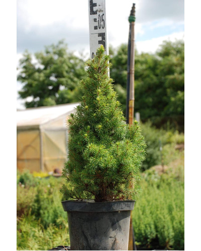 Ялина канадська Коніка Майголд | Picea glauca Conica Maigold | Ель канадская Коника Майголд