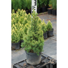 Ялина канадська Коніка Майголд | Picea glauca Conica Maigold | Ель канадская Коника Майголд