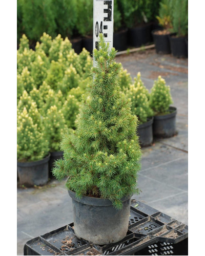 Ялина канадська Коніка Майголд | Picea glauca Conica Maigold | Ель канадская Коника Майголд
