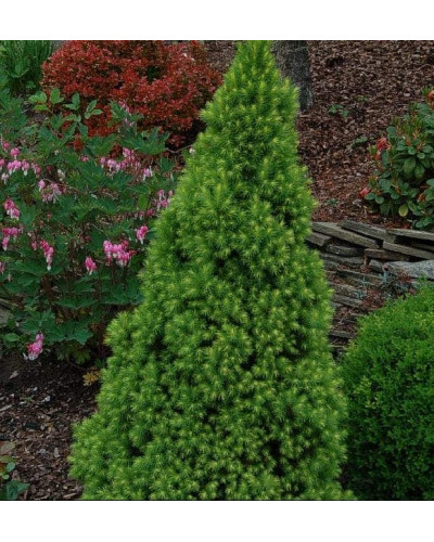 Ялина канадська Коніка Майголд | Picea glauca Conica Maigold | Ель канадская Коника Майголд