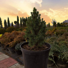 Ялина канадська Коніка Майголд | Picea glauca Conica Maigold | Ель канадская Коника Майголд