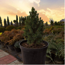 Ялина канадська Коніка Майголд | Picea glauca Conica Maigold | Ель канадская Коника Майголд