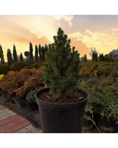 Ялина канадська Коніка Майголд | Picea glauca Conica Maigold | Ель канадская Коника Майголд