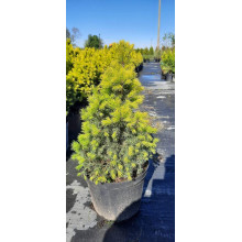 Ялина канадська Коніка Майголд | Picea glauca Conica Maigold | Ель канадская Коника Майголд