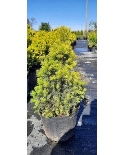 Ялина канадська Коніка Майголд | Picea glauca Conica Maigold | Ель канадская Коника Майголд
