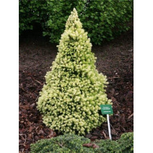 Ялина канадська Коніка Майголд | Picea glauca Conica Maigold | Ель канадская Коника Майголд
