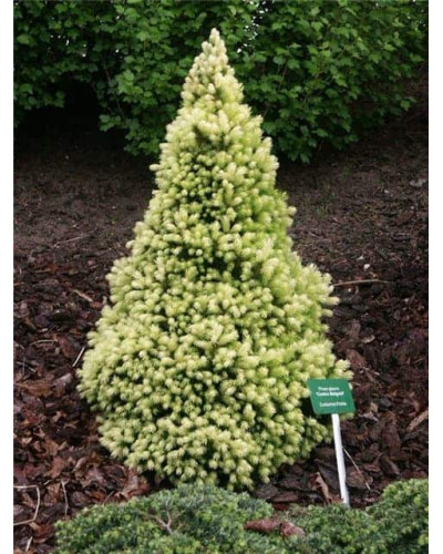 Ялина канадська Коніка Майголд | Picea glauca Conica Maigold | Ель канадская Коника Майголд