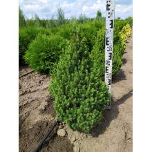 Ялина канадська Коніка Майголд | Picea glauca Conica Maigold | Ель канадская Коника Майголд